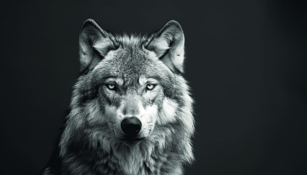 Zdrój 235 - Wolność